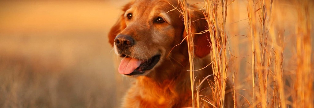 collier-anti-aboiement-chien